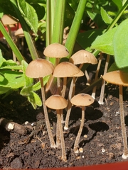 Conocybe tenera
