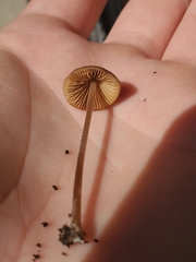Conocybe tenera