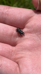 Sphenophorus cariosus