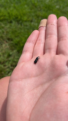 Sphenophorus cariosus