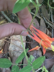 Aquilegia desertorum