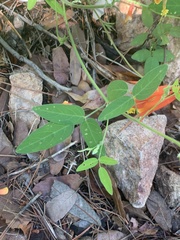 Aquilegia desertorum