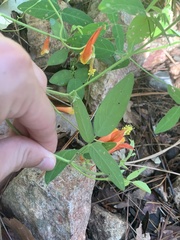 Aquilegia desertorum