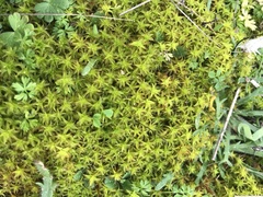 Syntrichia ruraliformis