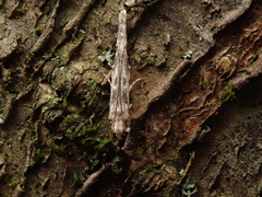 Batrachedra praeangusta