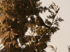 Turdus merula mauritanicus