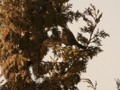 Turdus merula mauritanicus