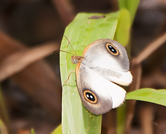 Ypthima sesara