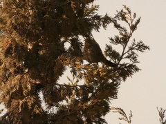 Turdus merula mauritanicus