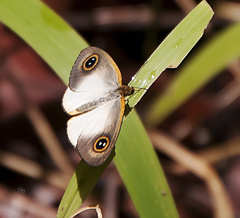 Ypthima sesara