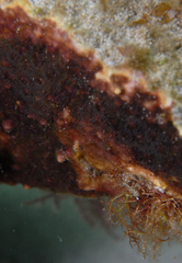 Schizoporella errata