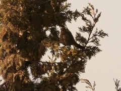 Turdus merula mauritanicus