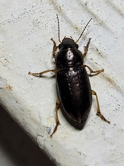 Selenophorus