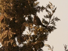 Turdus merula mauritanicus