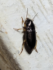 Selenophorus