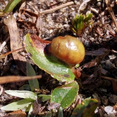 Euura herbaceae