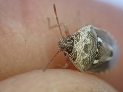 Stagonomus bipunctatus bipunctatus