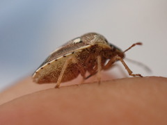 Stagonomus bipunctatus bipunctatus