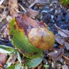 Euura herbaceae