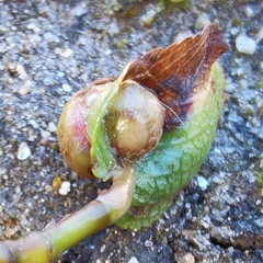 Euura herbaceae