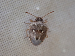 Stagonomus bipunctatus bipunctatus