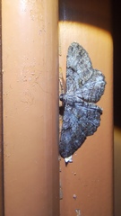 Peribatodes rhomboidaria