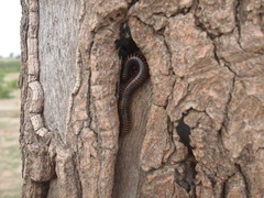 Archispirostreptus gigas