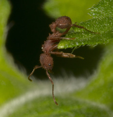 Trachymyrmex