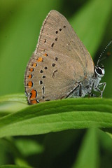 Satyrium titus