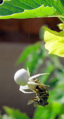 Thomisidae