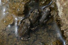 Rhinella limensis