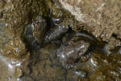 Rhinella limensis