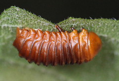 Monocesta coryli