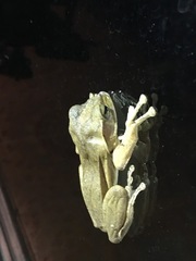 Polypedates megacephalus