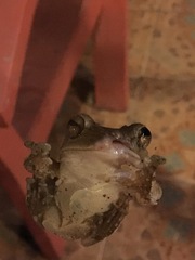 Polypedates megacephalus