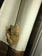Polypedates megacephalus