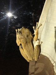 Polypedates megacephalus