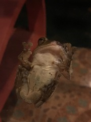 Polypedates megacephalus