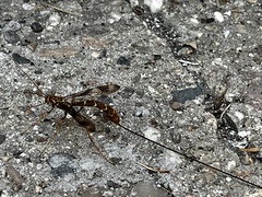 Megarhyssa macrurus macrurus