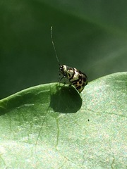 Adelidae