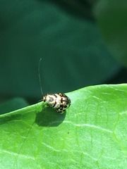 Adelidae