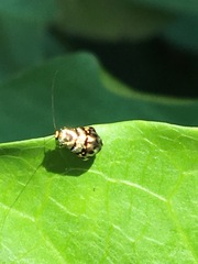 Adelidae