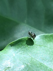 Adelidae