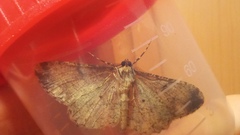 Peribatodes rhomboidaria