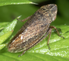 Bathysmatophorinae
