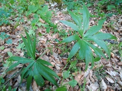 Helleborus odorus