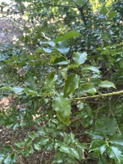 Ilex × meserveae