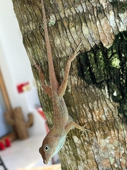 Anolis hispaniolae