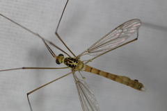 Nephrotoma virescens