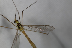 Nephrotoma virescens